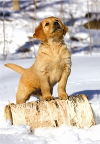 Charity Christmas card Guide Dogs.jpg